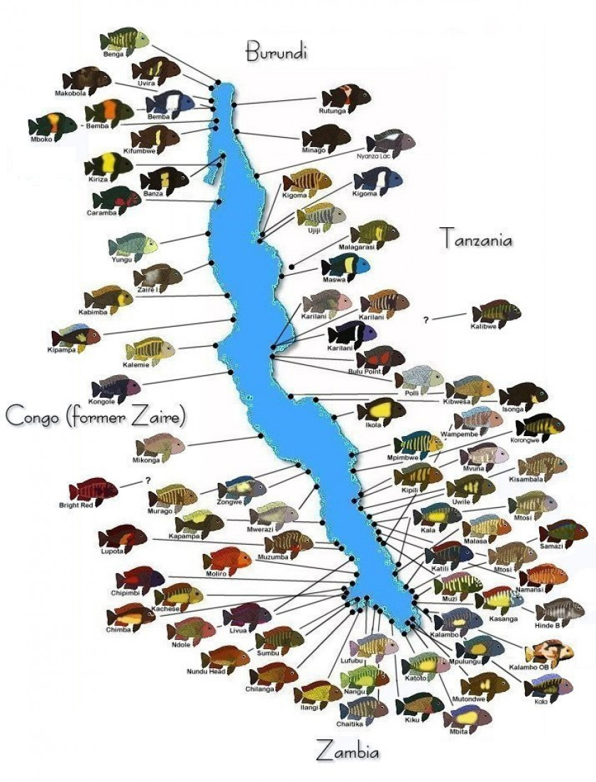 Distribution et répartition géographique des tropheus sur le lac tanganyika