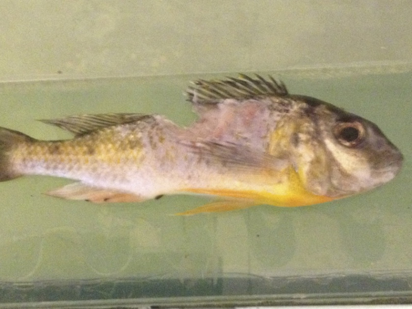 Limnotilapia Dardeinni mordu par un Tetraodon Mbu