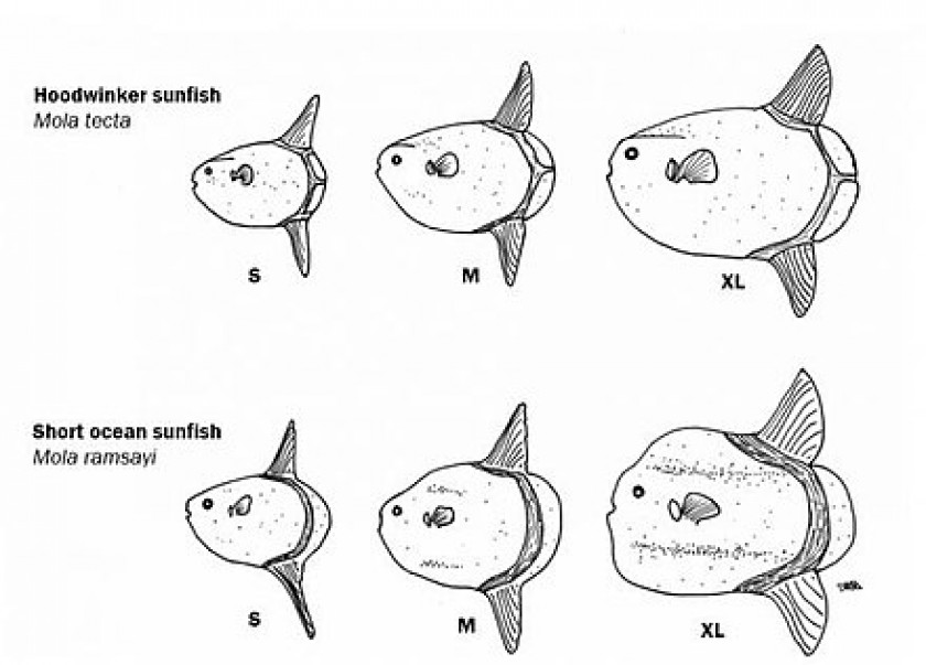 Mola evolution