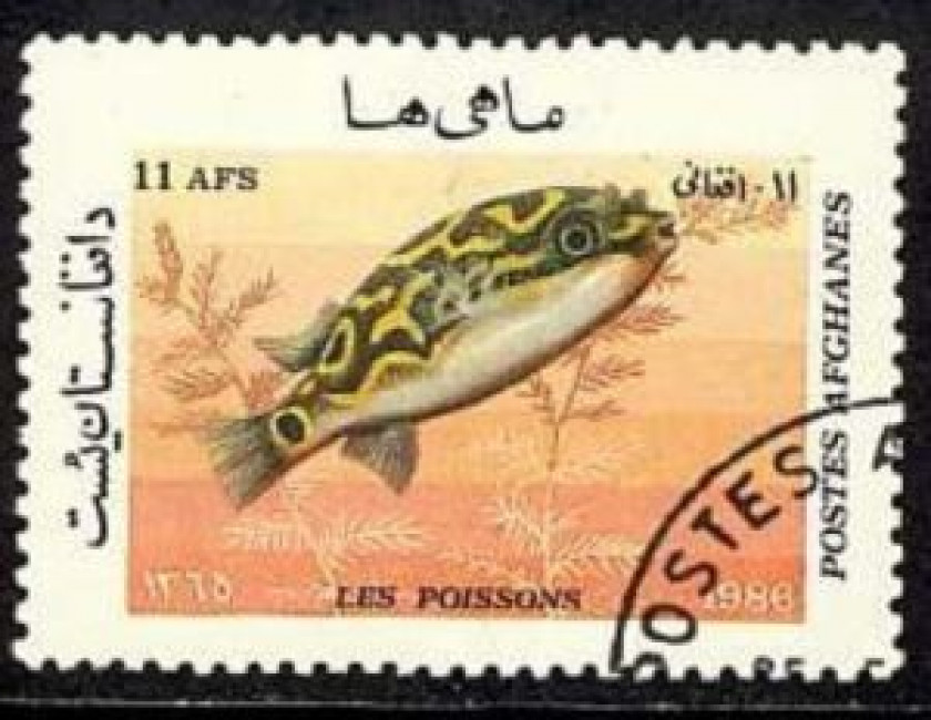 Tetraodon Biocellatus (timbre afghan)