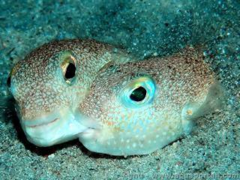 Couple de Torquigener Albimaculosus