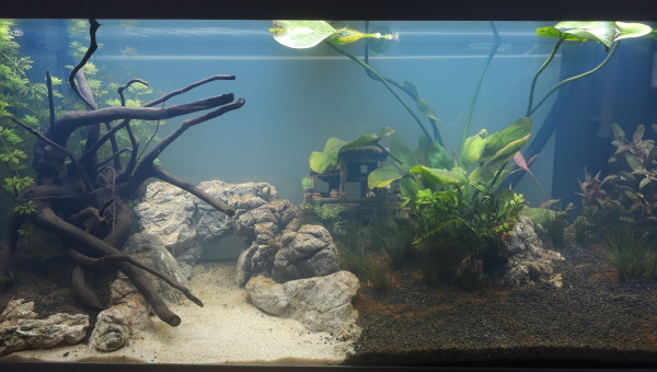 En attendant le pic et après un boom bactérien