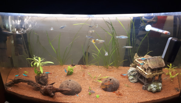 Aquarium Benjamin communautaire