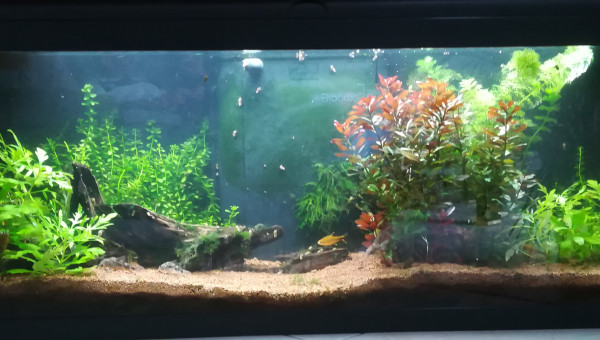 Aquarium avant rénovation ...