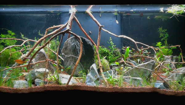 ... aquarium après rénovation !