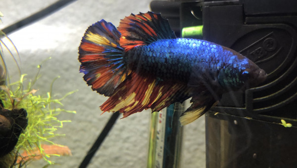 Évolution Betta