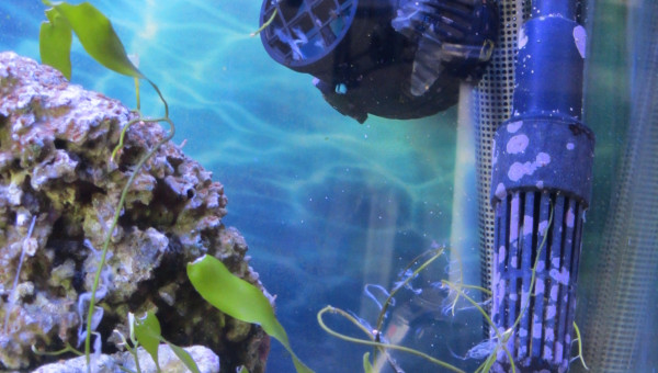 " petit herbier algale "