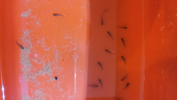 Naissance saulosi 30 bébé