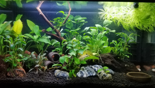 20L Neocaridina Yellow