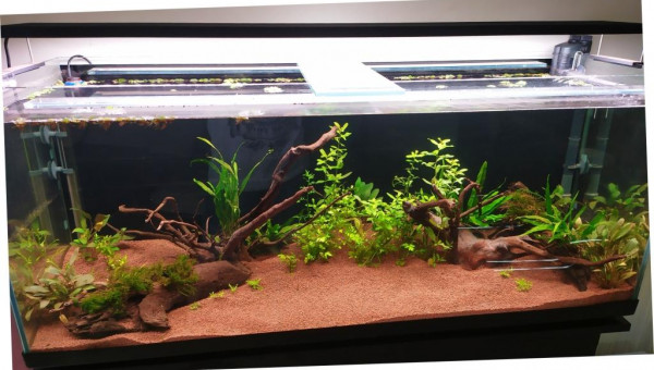 communautaire Asie juste planté