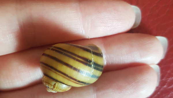 L'Asolène Spixi disparu...