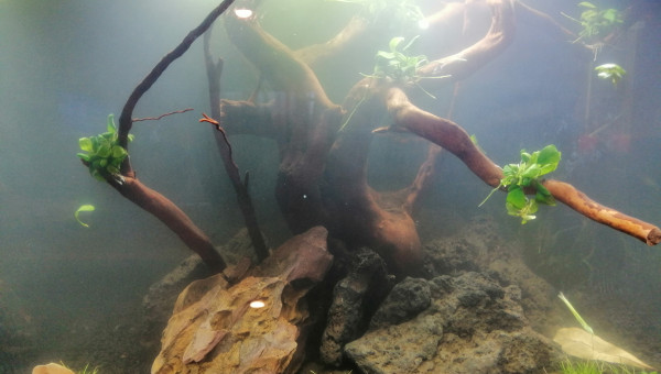 Après un petit souci de racine...