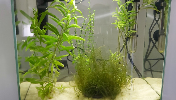 Évolution de mon aquarium crevettes