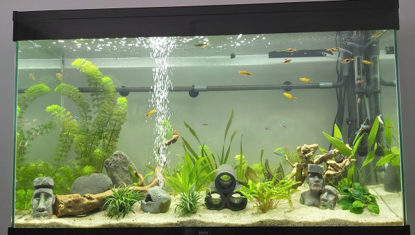 Évolution de mon premier aquarium au bout de 6 mois