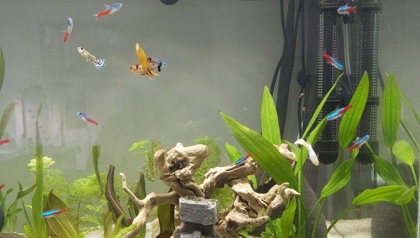 Évolution de mon premier aquarium de plus près (photo 1)