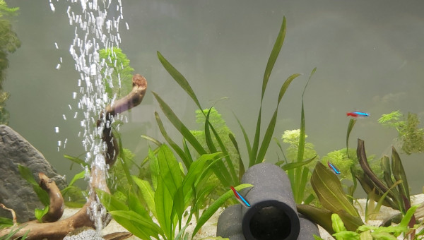 Évolution de mon premier aquarium de plus près (photo 2)