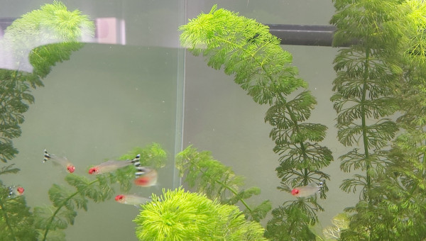 Évolution de mon premier aquarium de plus près  (photo 3)