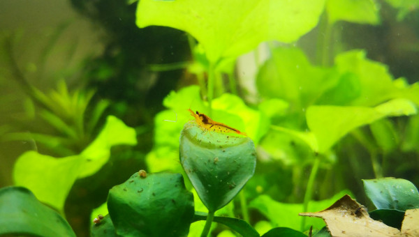 Caridina cantonensis tangerine tiger