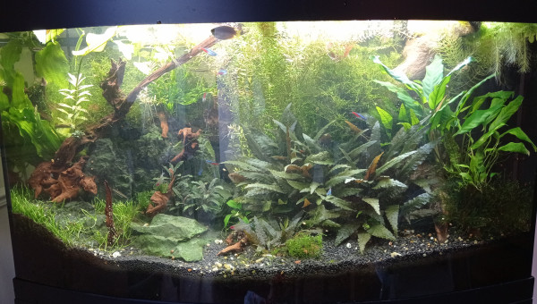 Jungle post jardinage