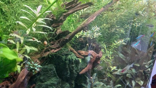 Dans la jungle, terrible jungle...