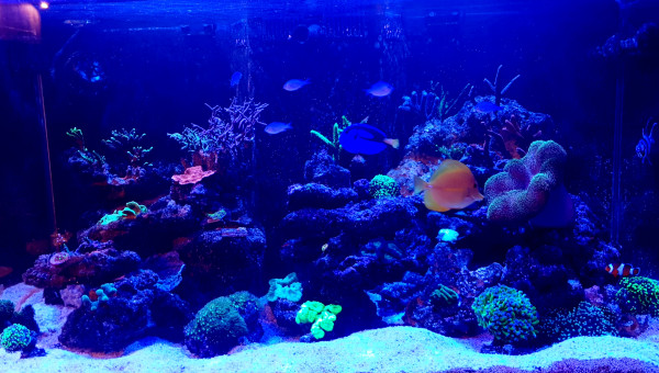 Après un petit changement d'eau