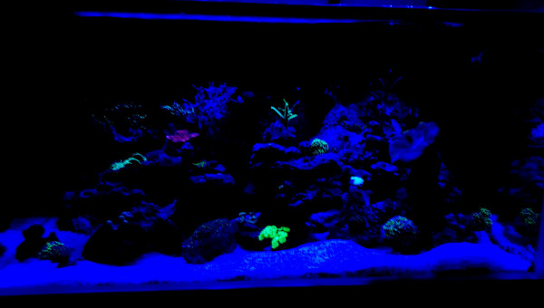 Avant l'extinction des lumières place au couleurs des coraux