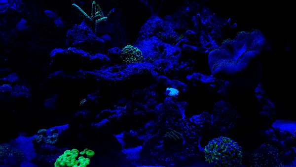 Avant l'extinction des lumières place au couleurs des coraux