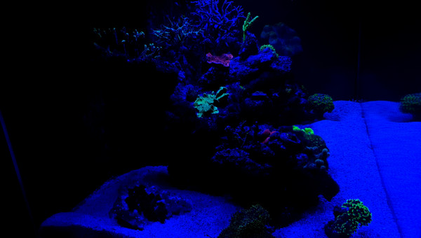 Avant l'extinction des lumières place au couleurs des coraux