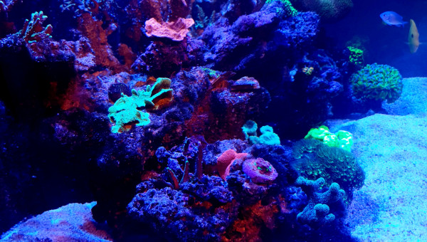 Avant l'extinction des lumières place au couleurs des coraux