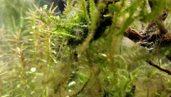 Algues brunes gros plan J+43