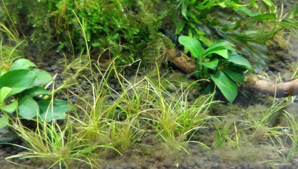 Algues brunes gros plan J+43