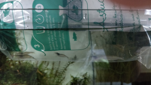 Nouvelles habitantes