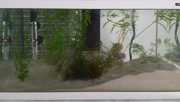 Nouvelle maison de 60 litres pour mes crevettes et ajout de 3 Guppy Endler pour leur tenir compagnie