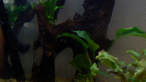 Détail de mon aquarium "Amérique du Sud".