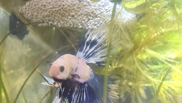 Ora cherche l'âme sœur