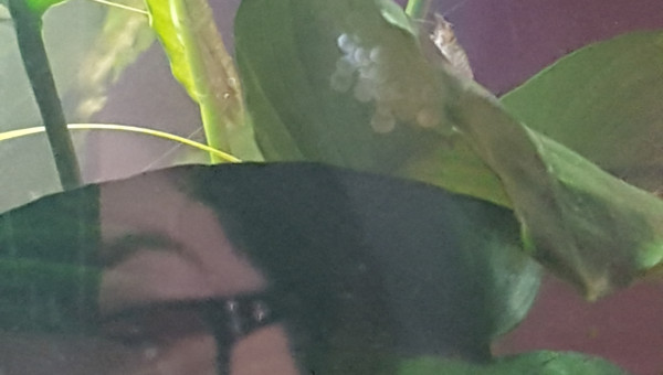 2e grappe d'oeufs...