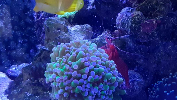 Moment du repas pour la crevettes