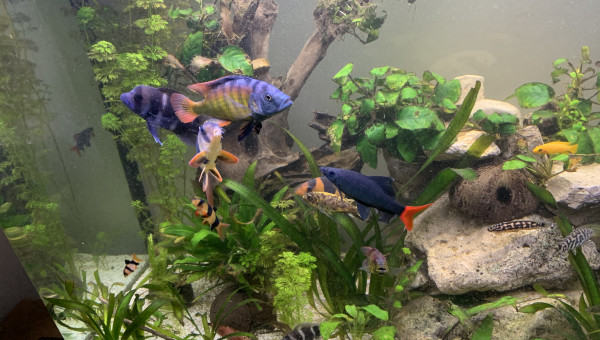 Jour de changement d’eau.. 30% ... 100L.