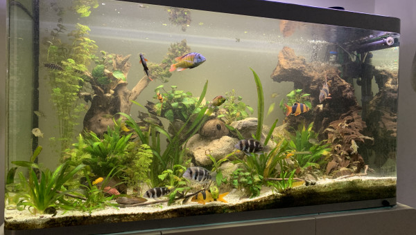 Jour de changement d’eau.. 30% ... 100L.