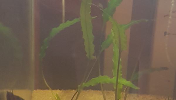 Une semaine après la mise en eau...