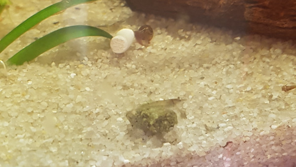 Une semaine après la mise en eau...