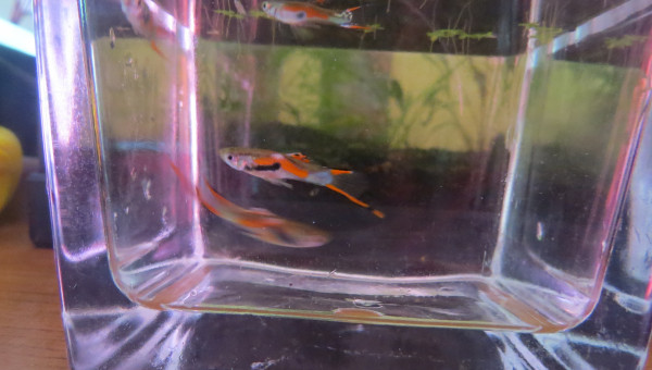 Guppy Endler