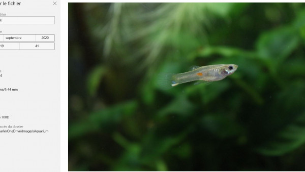 GUPPY "NYMPHADORA"