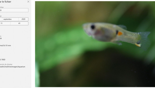 GUPPY "NYMPHADORA"