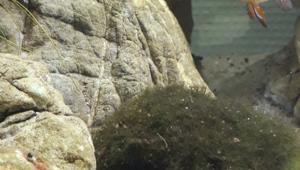 Ou es tu gentil crevette ?   Viens voir Papa