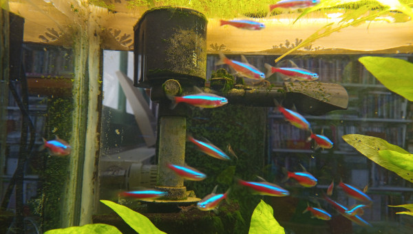 Arrivée d'une vingtaine de Cardinalis....