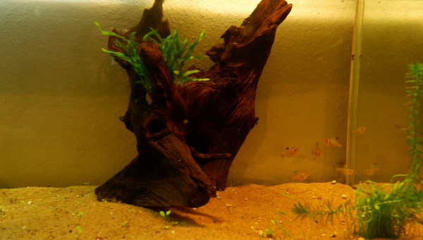 Changement dans mon aquarium