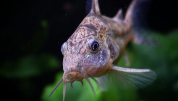 Une des Mme Corydoras qui joue dans le courant