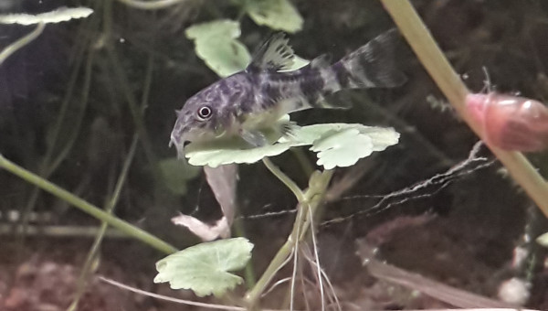 Une bonne feuille, prêt pour la nuit. Bonne nuit les amis!