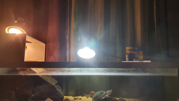 Du changement chez les sternotherus carinatus